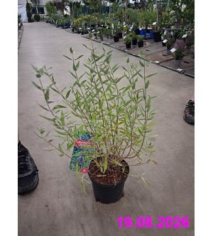 Caryopteris cland. 'Kew Blue' C 2,5 L